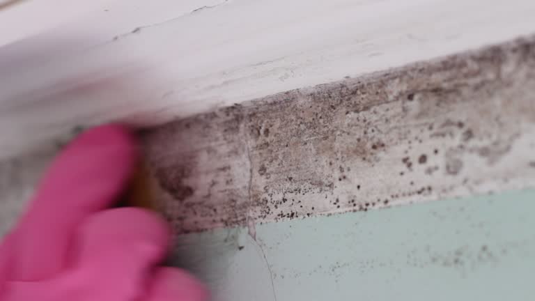 Best Mold Odor Removal Services  in El Reno, OK